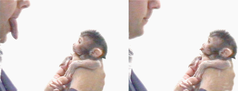 Evolution of Neonatal Imitation. Gross L, PLoS Biology Vol. 4/9/2006, e311 doi:10.1371/journal.pbio.0040311