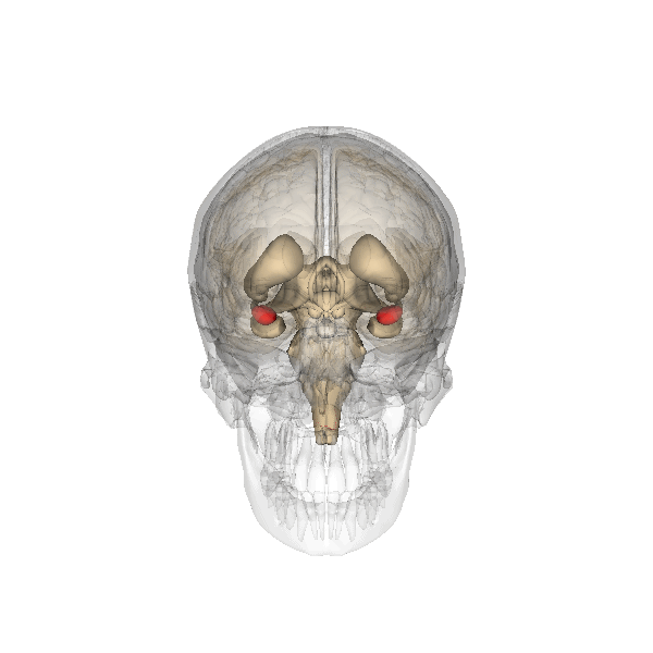 Neuroeducación, emociones y empoderamiento. Neuroeducación, emociones y empoderamiento.